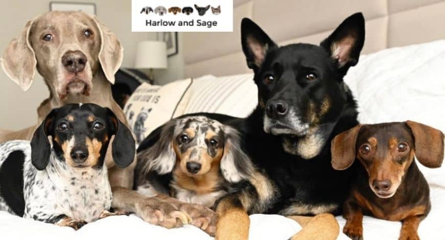 Dogfluencers o como cada vez más perros tienen cuenta en Instagram